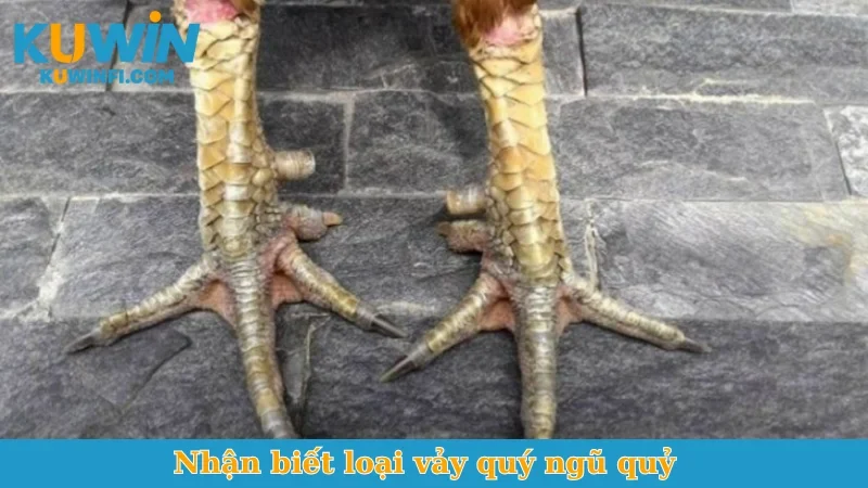 Nhận biết loại vảy quý ngũ quỷ