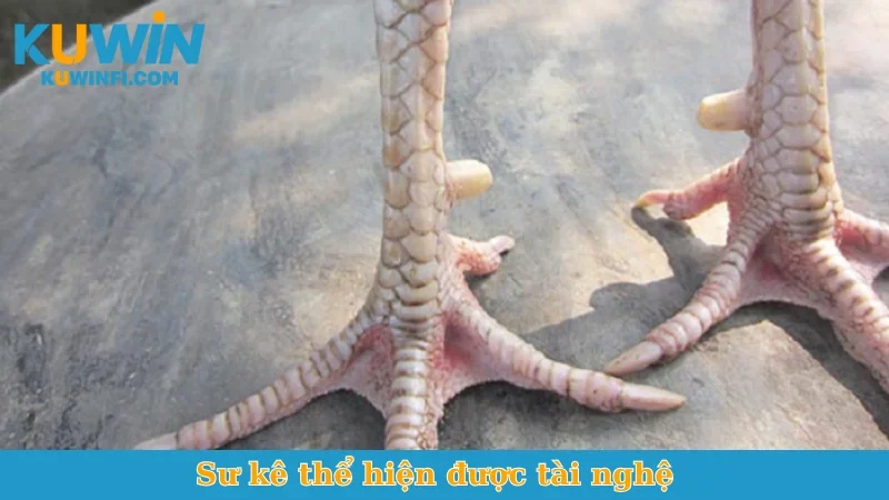 Sư kê thể hiện được tài nghệ